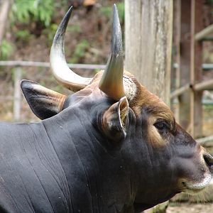 Banteng (Bos javanicus)