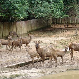 Sambar Deer (Rusa unicolor) enclosure