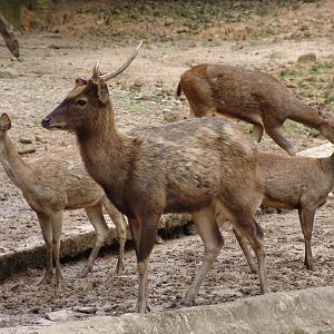 Sambar Deer (Rusa unicolor)