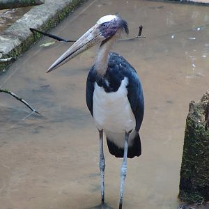 Lesser Adjutant (Leptoptilos javanicus)