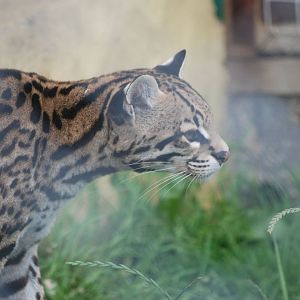 Ocelot at Folly Farm, 01/08/11