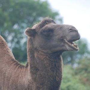 Bactrian Camel at Folly Farm, 01/08/11