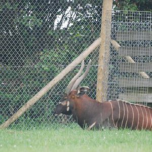 Eastern Bongo at Folly Farm, 01/08/11