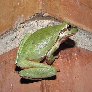 Tree frog
