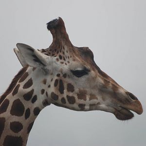 Giraffe at Folly Farm, 01/08/11