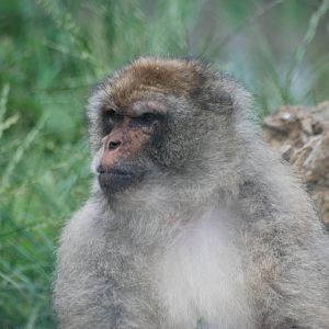 Barbary Macaque at Folly Farm, 01/08/11