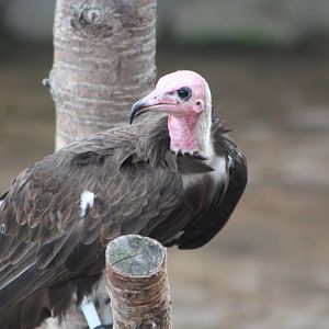 50th Anniversary 28/06/11