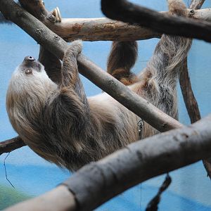Two-toed Sloth