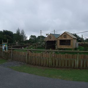 Tamarin/Agouti Exhibit at Folly Farm, 01/08/11