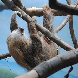 Two-toed Sloth