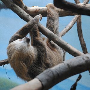 Two-toed Sloth