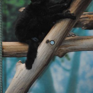 Blue-eyed Black Lemur
