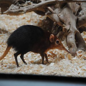 Black-and-rufous Elephant-Shrew