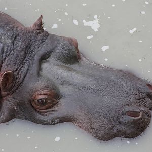 50th Anniversary 28/06/11