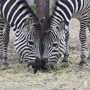 50th Anniversary 28/06/11