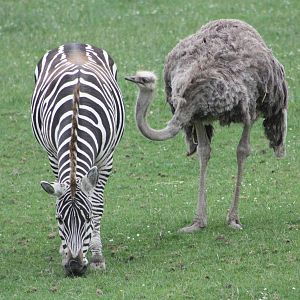 50th Anniversary 28/06/11