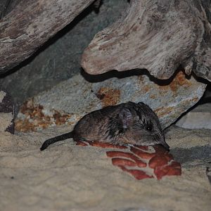 Short-eared Elephant-Shrew