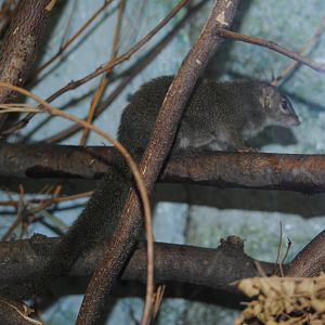 Tree-Shrew
