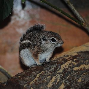 Harris' Antelope-Squirrel