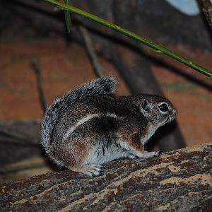 Harris' Antelope-Squirrel