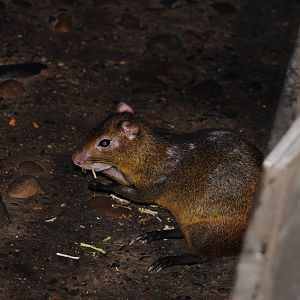 Agouti