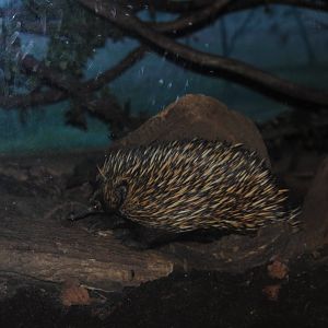Echidna
