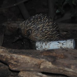 Echidna