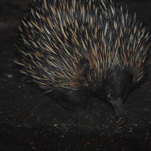 Echidna