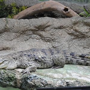 Nile Crocodile
