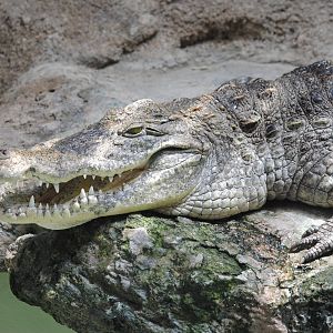 Nile Crocodile
