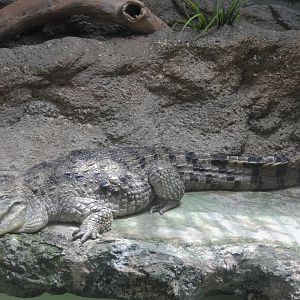 Nile Crocodile