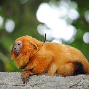 Golden Lion Tamarin