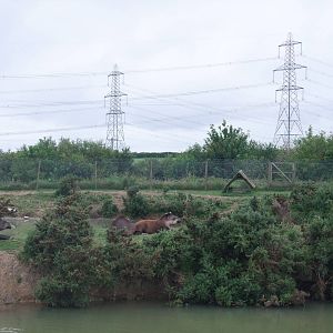 Tapir Lake at Folly Farm, 01/08/11