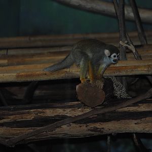 Squirrel-Monkey