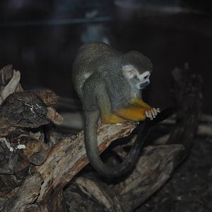 Squirrel-Monkey