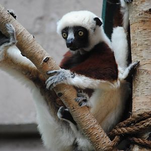 Coquerel's Sifakas