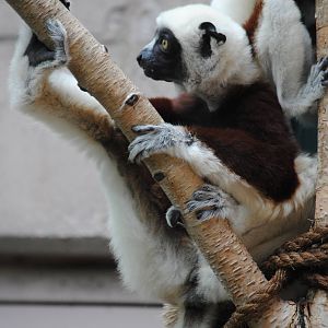 Coquerel's Sifaka