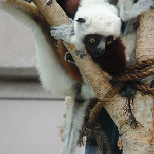 Coquerel's Sifaka