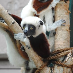 Coquerel's Sifakas