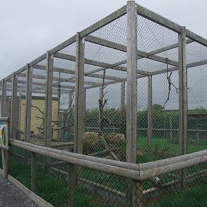 Ocelot Exhibit at Folly Farm, 01/08/11