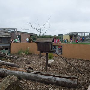 Cusimanse Exhibit at Folly Farm, 01/08/11