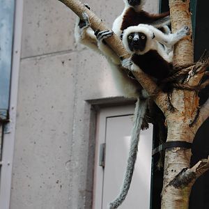 Coquerel's Sifakas
