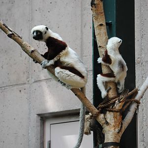 Coquerel's Sifakas