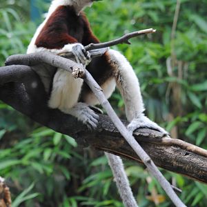 Coquerel's Sifaka