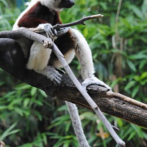 Coquerel's Sifaka