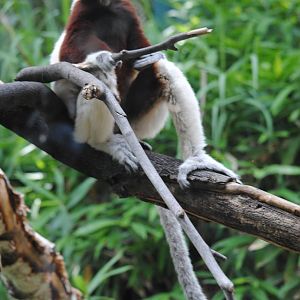 Coquerel's Sifaka