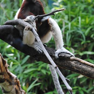 Coquerel's Sifaka