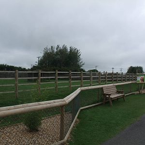 Bongo Paddock at Folly Farm, 01/08/11