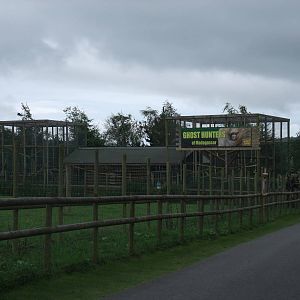 Fossa Exhibit at Folly Farm, 01/08/11