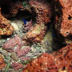 Damsel fish with neon stripes